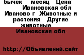 ,бычек 1  месяц › Цена ­ 10 000 - Ивановская обл., Иваново г. Животные и растения » Другие животные   . Ивановская обл.